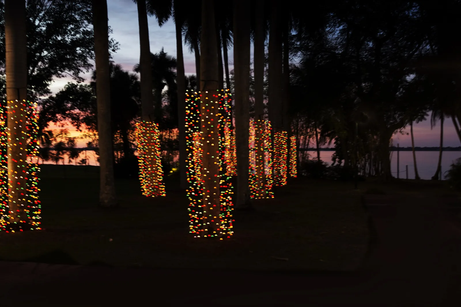 Palm trunks wrapped in holiday lights along the Caloosahatchee River at the Edison and Ford Winter Estates in Fort Myers.