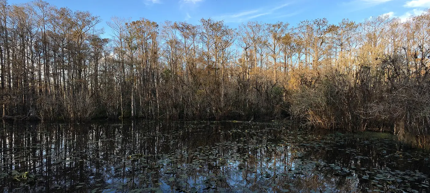 Otter Pond in Lee County's Six Mile Cypress Slough Preserve, on the Six Mile Cypress side of Fort Myers