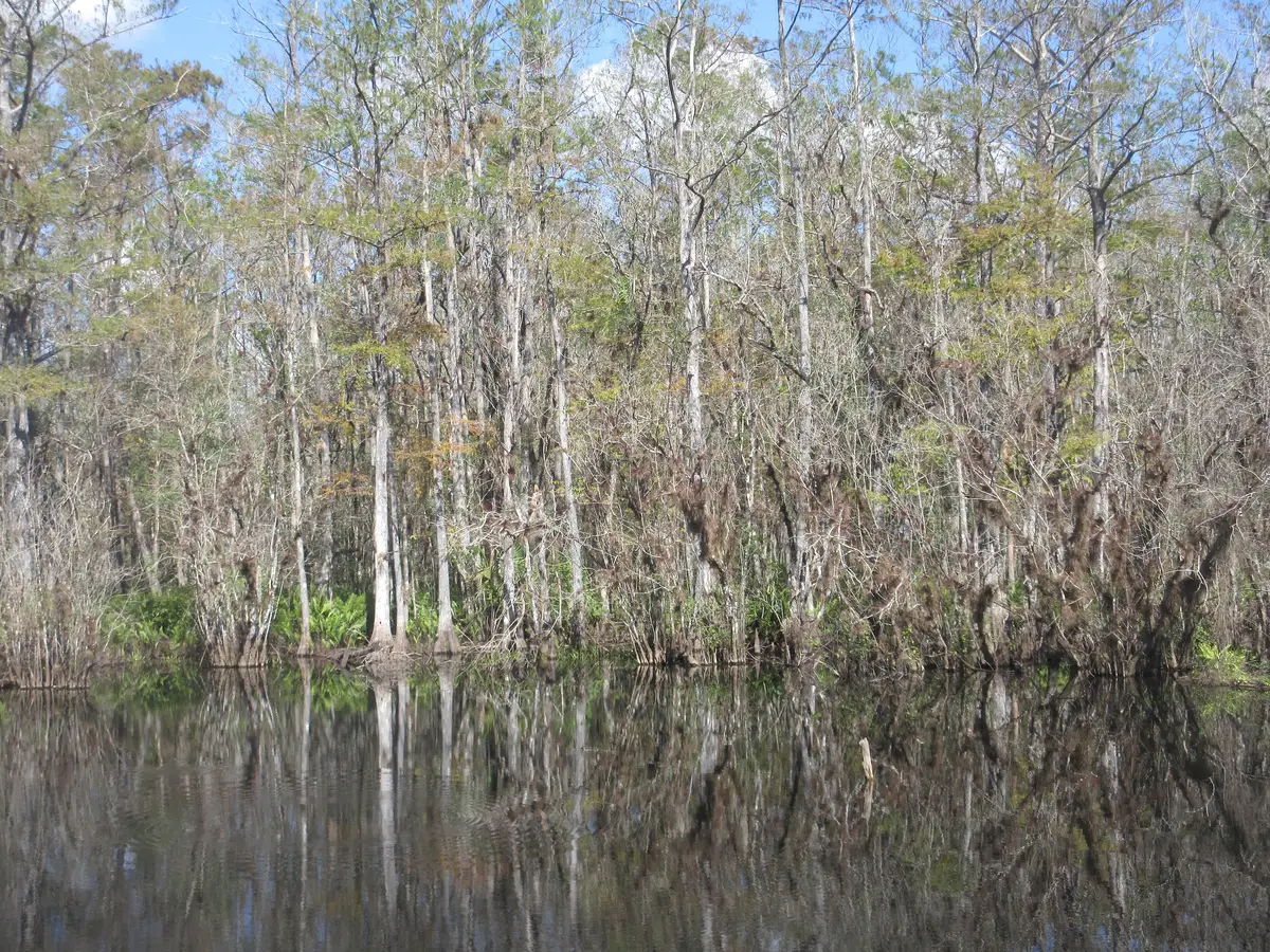 Cypress trees reflected in the water at Six Mile Cypress Slough Preserve in Fort Myers.